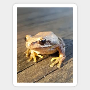 Golden Frog  - by Avril Thomas Sticker